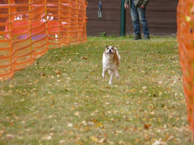 hunderennen 2021