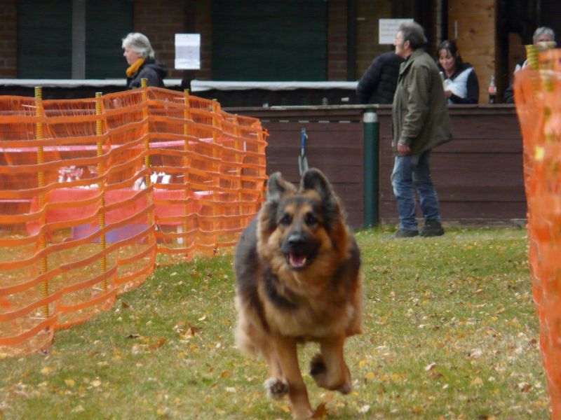 hunderennen 2021