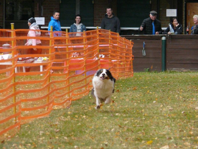 hunderennen 2021