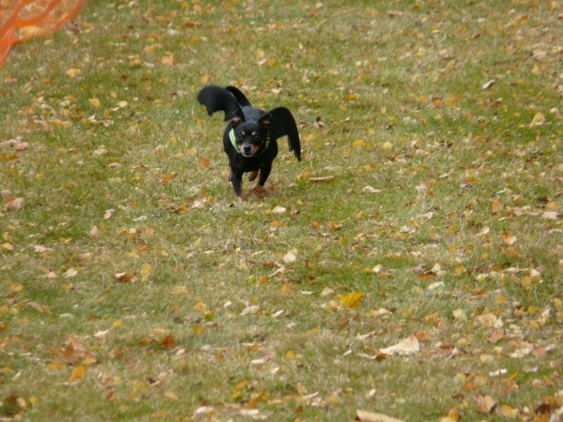 hunderennen 2021