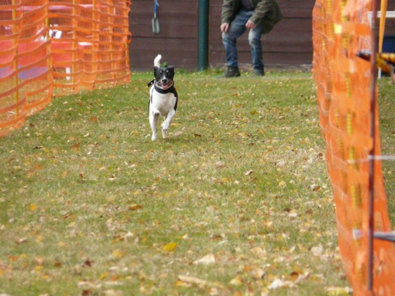 hunderennen 2021