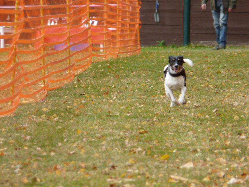 hunderennen 2021
