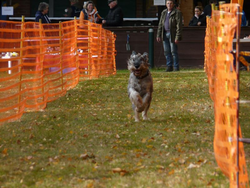 hunderennen 2021