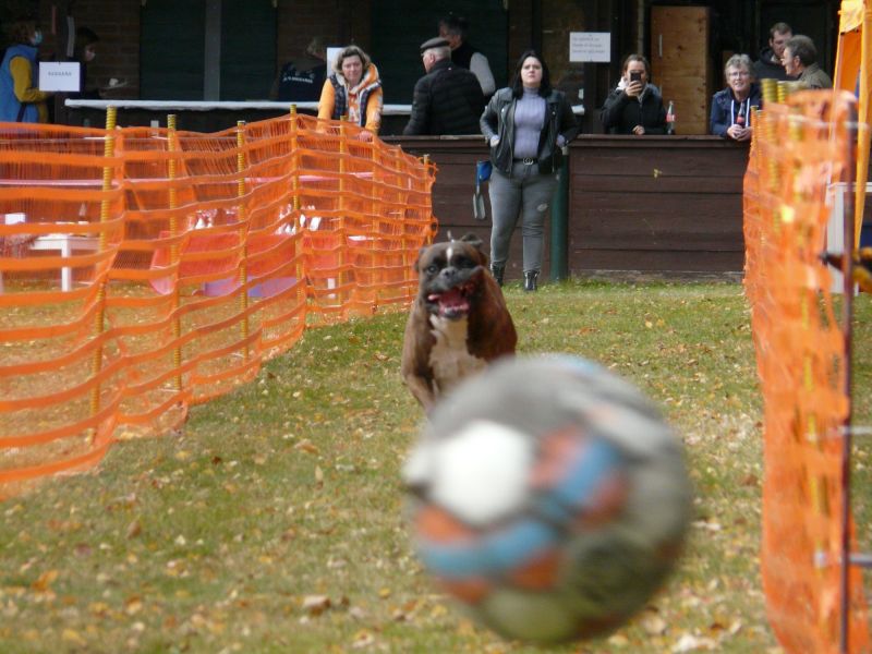 hunderennen 2021