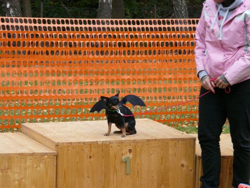 hunderennen 2021