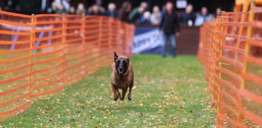 hunderennen 10 23l1