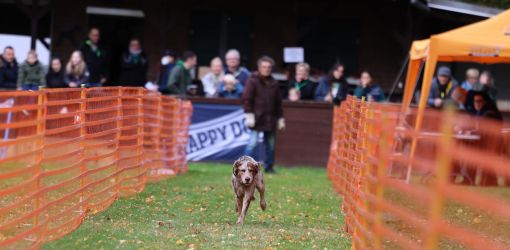 hunderennen 10 23l1