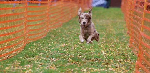 hunderennen 10 23l1