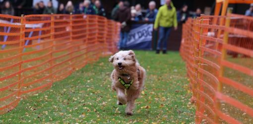 hunderennen 23l1