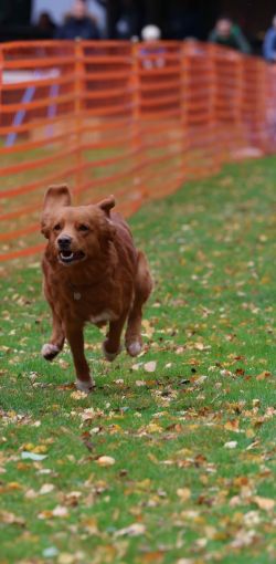 hunderennen 10 23l1