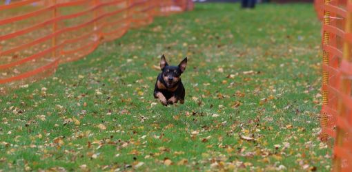 hunderennen 10 23l1