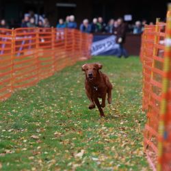 hunderennen 10 23l1