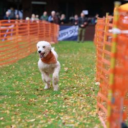 hunderennen 10 23l1