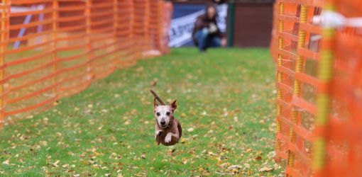 hunderennen 10l1