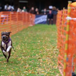 hunderennen 10 23l1