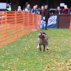 hunderennen 10 23l1