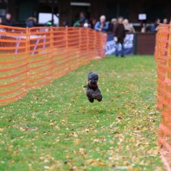 hunderennen 10 23l1