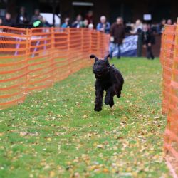 hunderennen 10 23l1