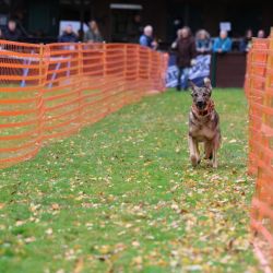 hunderennen 10 23l1