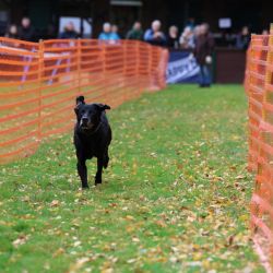 hunderennen 10 23l1