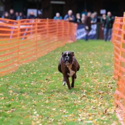 hunderennen 10 23l1