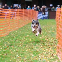 hunderennen 10 23l1