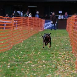 hunderennen 10 23l2