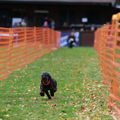 hunderennen 10 23l2